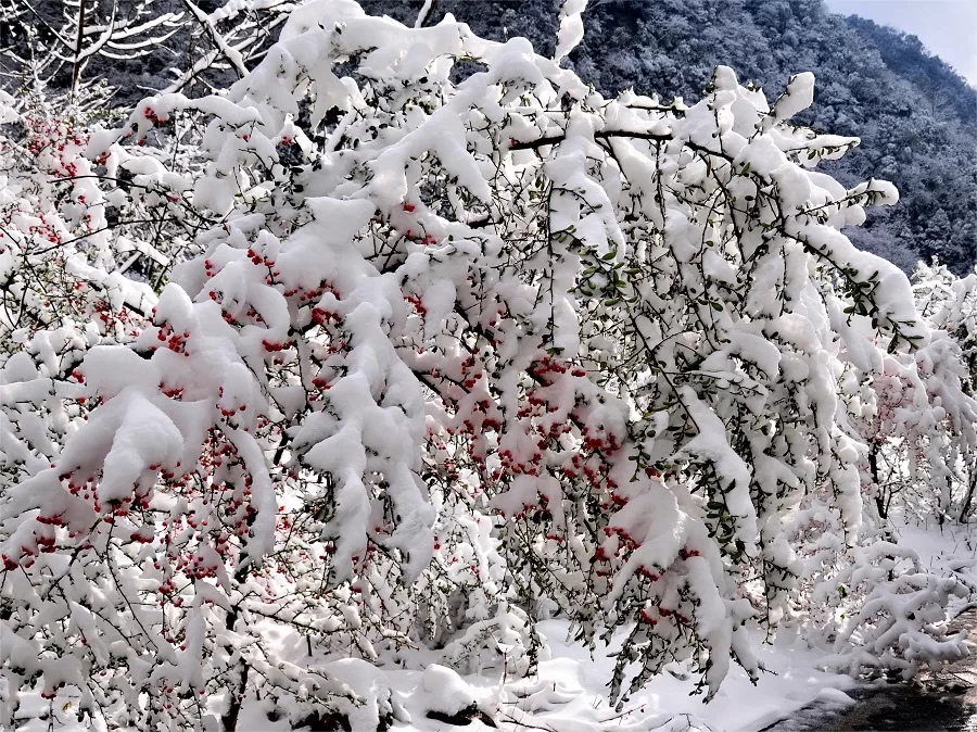 red-fruit-shore-in-black-valley-jpg red-fruit-shore-in-black-valley-jpg