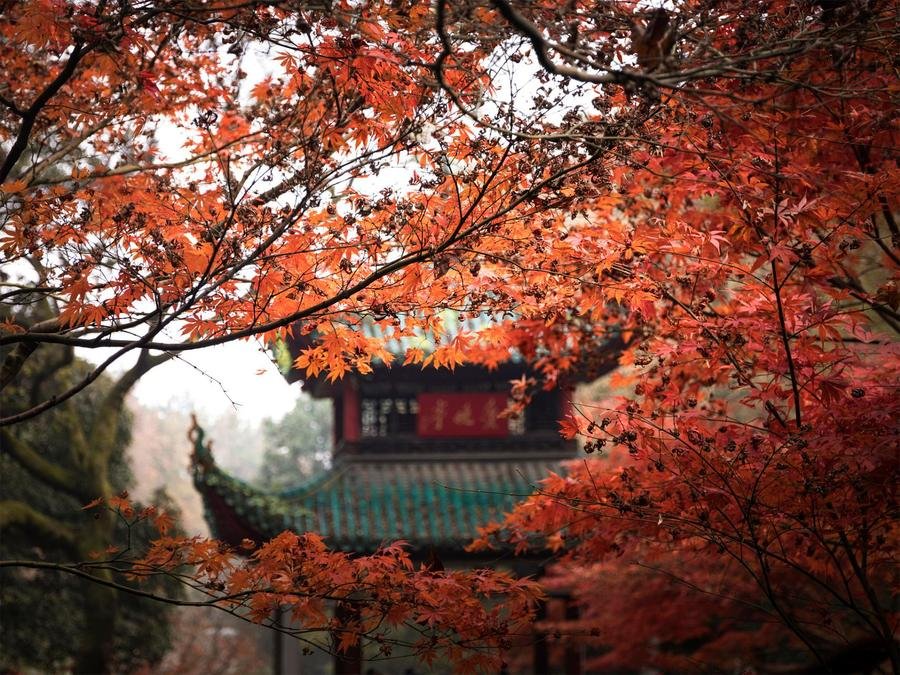 red-leaf-cultural-festival-in-xiangshan-park red-leaf-cultural-festival-in-xiangshan-park
