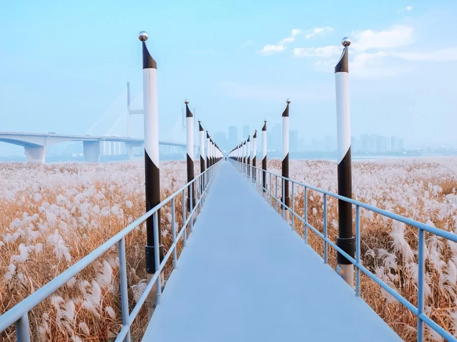 reed-bed-in-hankou-jiangtan-park-jpeg reed-bed-in-hankou-jiangtan-park-jpeg