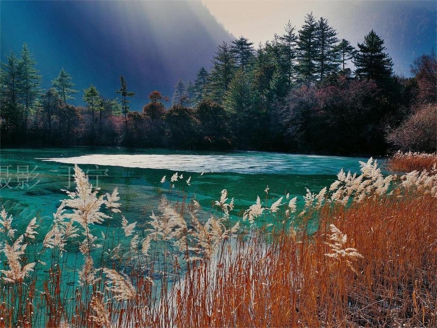 reed-lake-in-jiuzhai-valley reed-lake-in-jiuzhai-valley