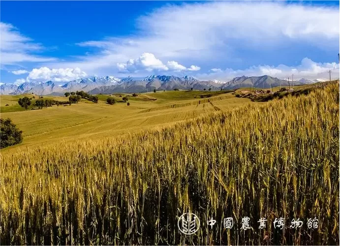 regional-agricultural-systems-in-china-agricultural-museum-jpg regional-agricultural-systems-in-china-agricultural-museum-jpg