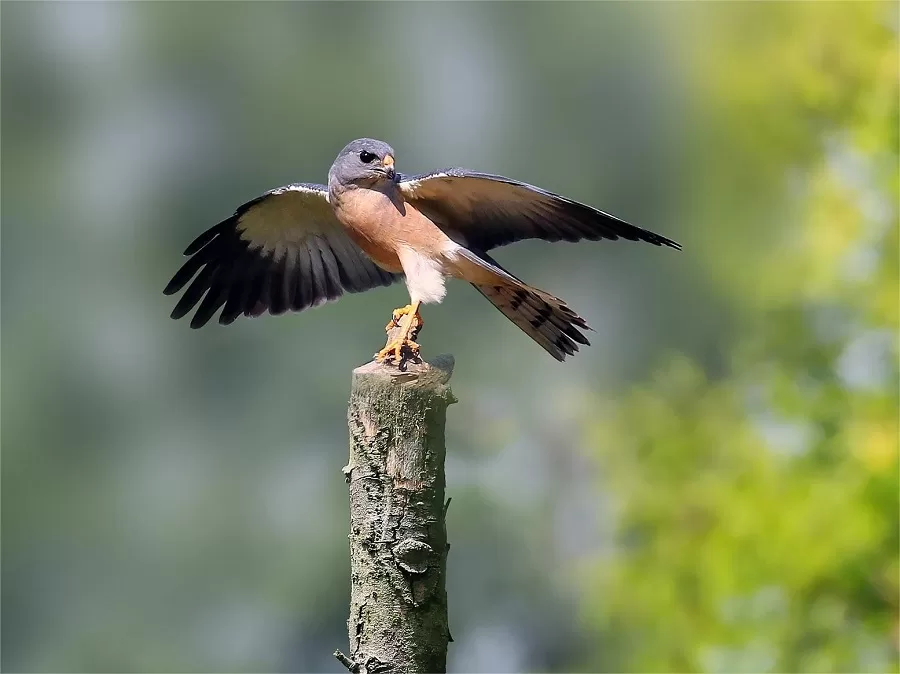 rich-biodiversity-in-nanjing-laoshan-national-forest-park-jpg rich-biodiversity-in-nanjing-laoshan-national-forest-park-jpg