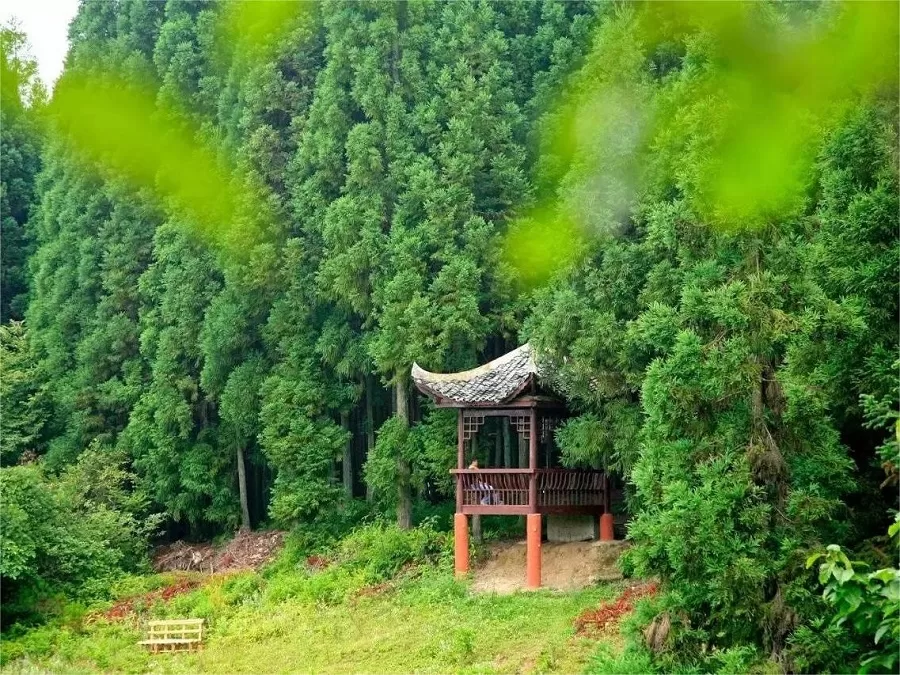 rich-flora-and-fauna-in-huangshui-national-forest-park-jpg rich-flora-and-fauna-in-huangshui-national-forest-park-jpg