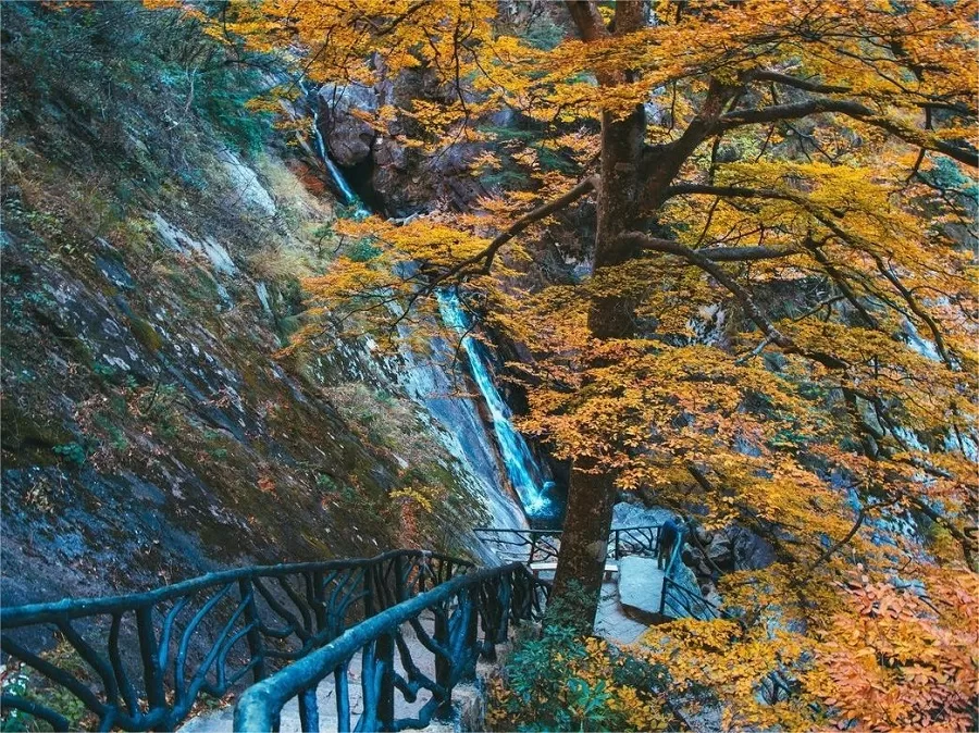 rich-vegetation-in-linan-daming-mountain-jpg rich-vegetation-in-linan-daming-mountain-jpg