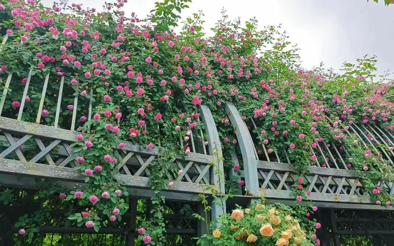 rose-garden-in-shanghai-botanical-garden rose-garden-in-shanghai-botanical-garden