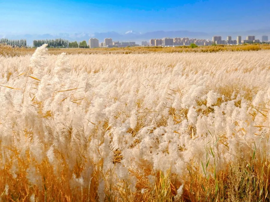 scenic-highlights-in-zhangye-national-wetland-park-jpg scenic-highlights-in-zhangye-national-wetland-park-jpg