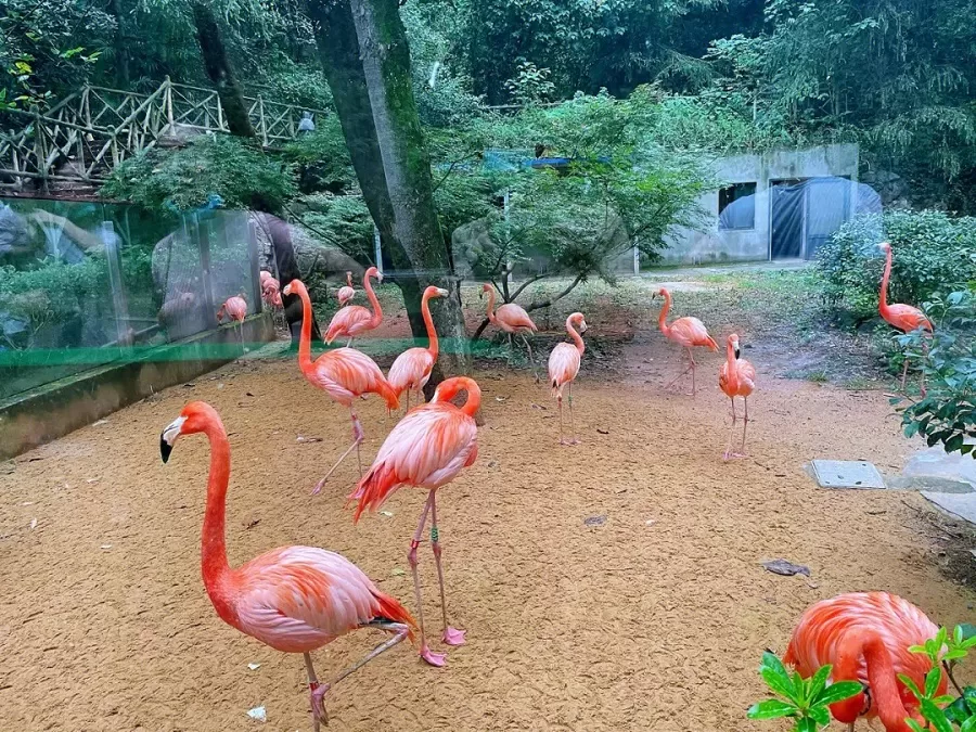 scenic-setting-of-hongshan-forest-zoo-jpg scenic-setting-of-hongshan-forest-zoo-jpg