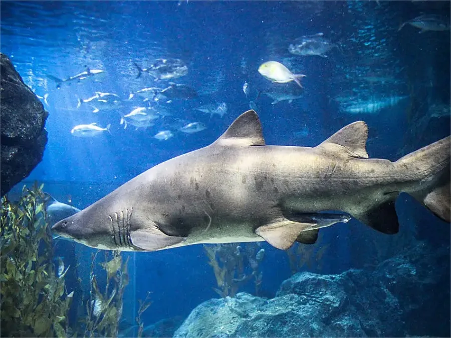shark-bay-in-qingdao-underwater-world-jpg shark-bay-in-qingdao-underwater-world-jpg