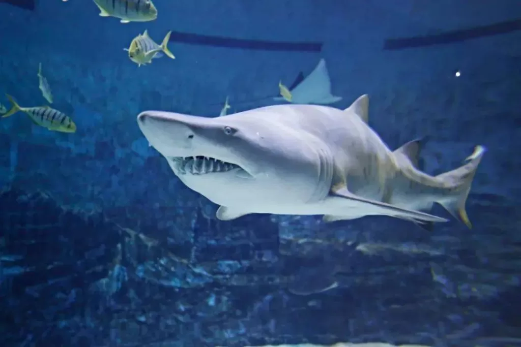 shark-exhibit-in-beijing-aquarium-1024x683-1 shark-exhibit-in-beijing-aquarium-1024x683-1