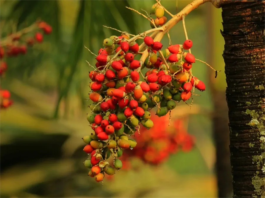 south-medicinal-plant-garden-in-Xishuangbannan-Tropical-Botanical-Garden-jpg south-medicinal-plant-garden-in-Xishuangbannan-Tropical-Botanical-Garden-jpg