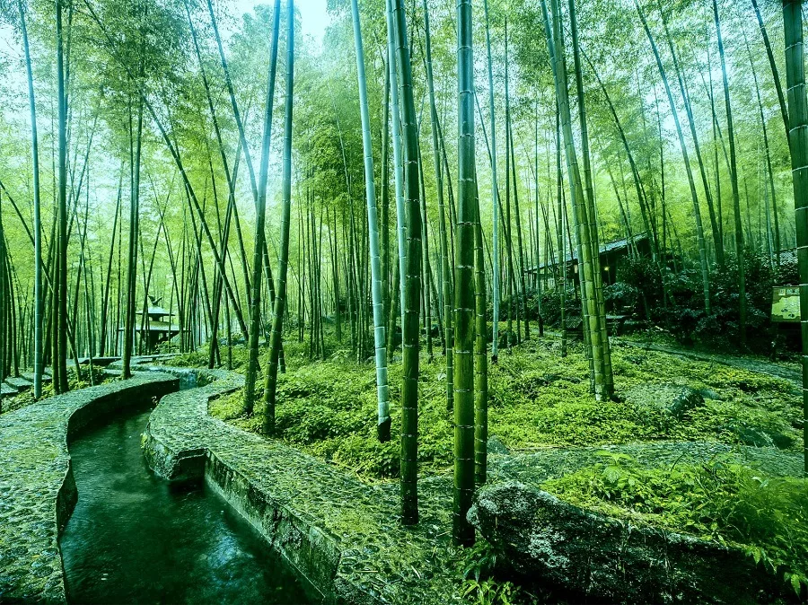 spring-in-great-bamboo-sea-of-china-jpg spring-in-great-bamboo-sea-of-china-jpg