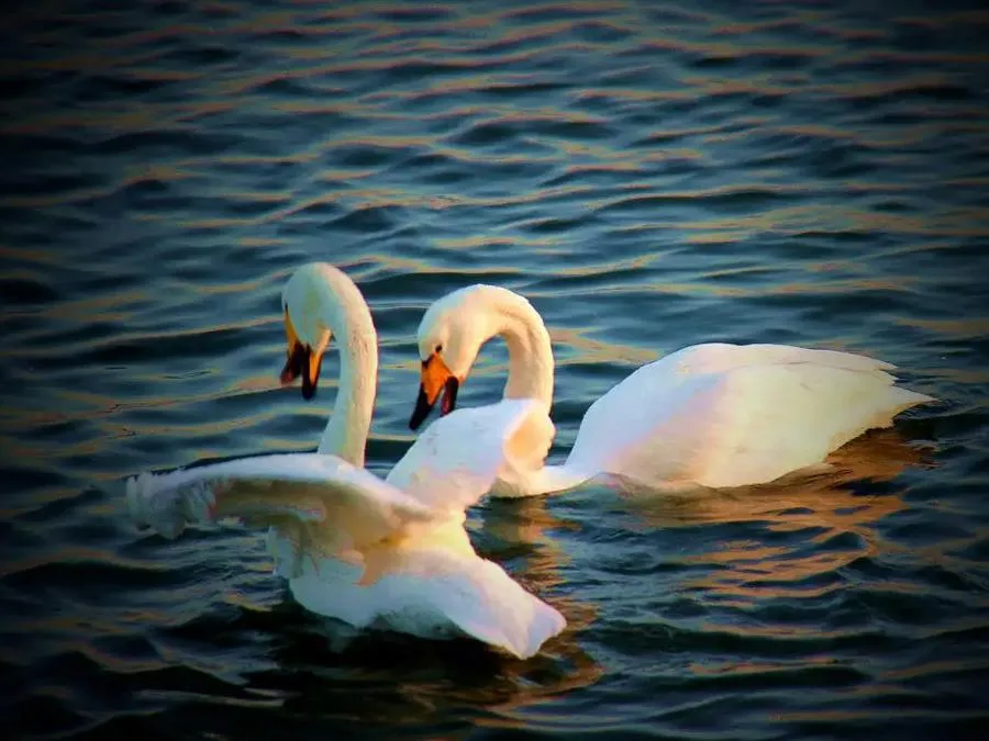 swan-lake-in-jiuzhai-valley-jpg swan-lake-in-jiuzhai-valley-jpg