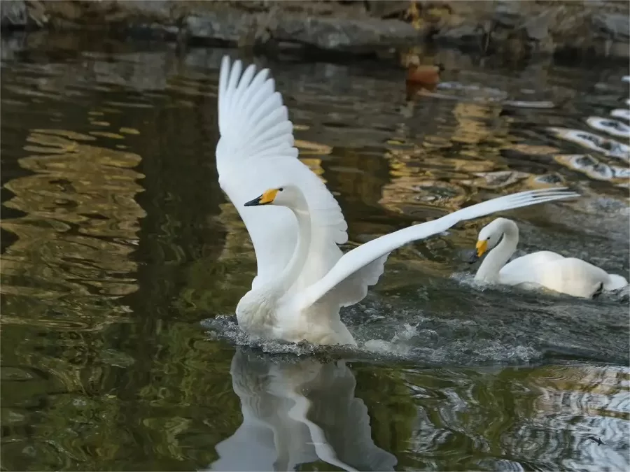 swan-lake-in-shijiazhuang-zoo-jpg swan-lake-in-shijiazhuang-zoo-jpg