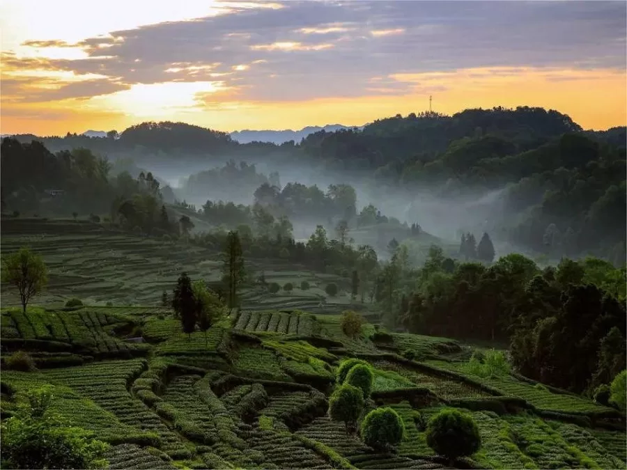 tea-terraces-in-mengding-mountain-jpeg tea-terraces-in-mengding-mountain-jpeg