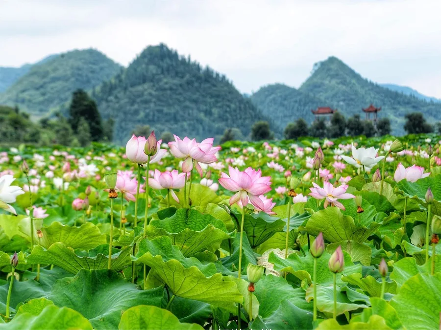 ten-mile-lotus-flowers-in-anlong-zhaodi-causeway-jpg ten-mile-lotus-flowers-in-anlong-zhaodi-causeway-jpg