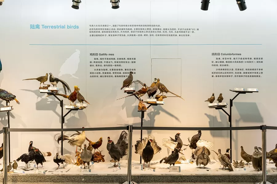 the-bird-collection-in-national-zoological-museum-of-china-jpg the-bird-collection-in-national-zoological-museum-of-china-jpg