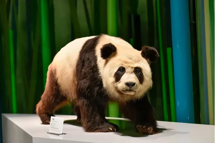 the-giant-panda-exhibit-in-national-zoological-museum-of-china-jpeg the-giant-panda-exhibit-in-national-zoological-museum-of-china-jpeg