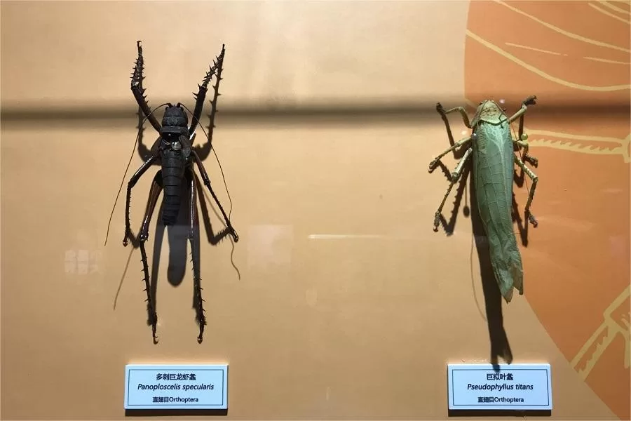 the-insect-collection-in-national-zoological-museum-of-china-jpg the-insect-collection-in-national-zoological-museum-of-china-jpg