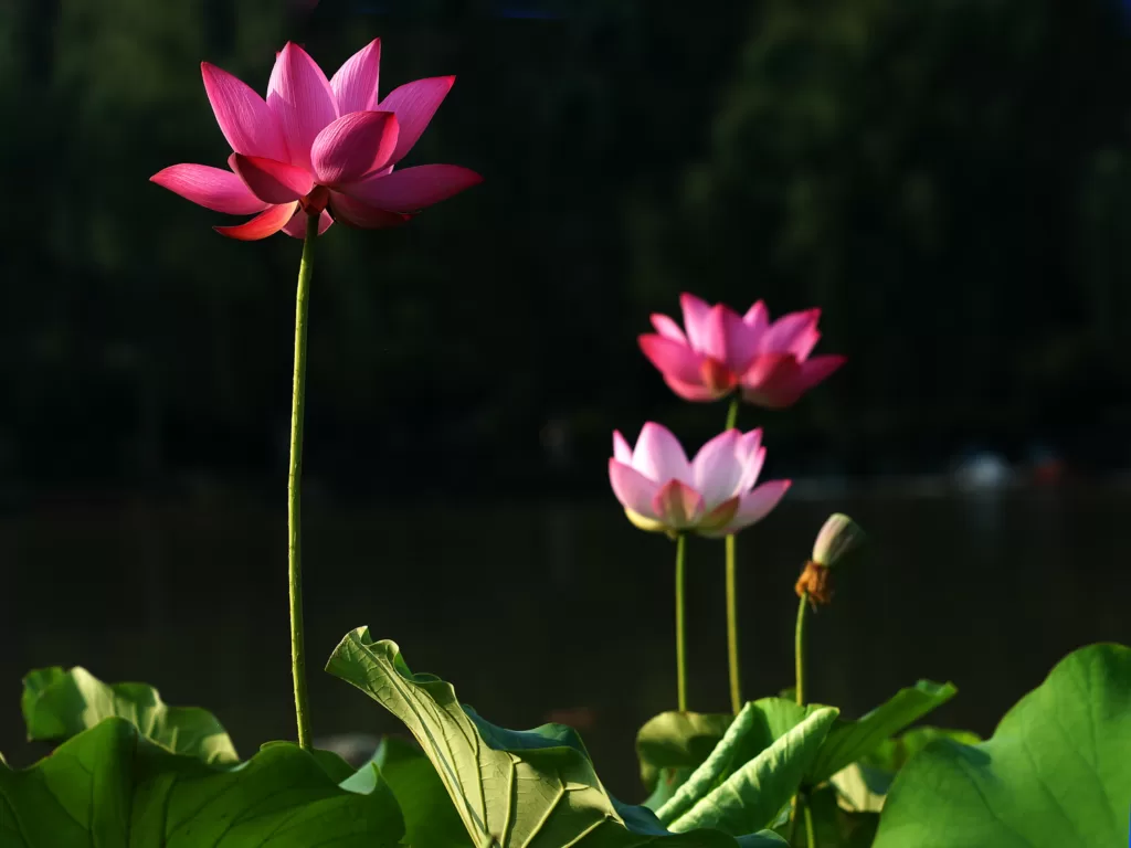 the-lotus-pond-1024x768-1 the-lotus-pond-1024x768-1
