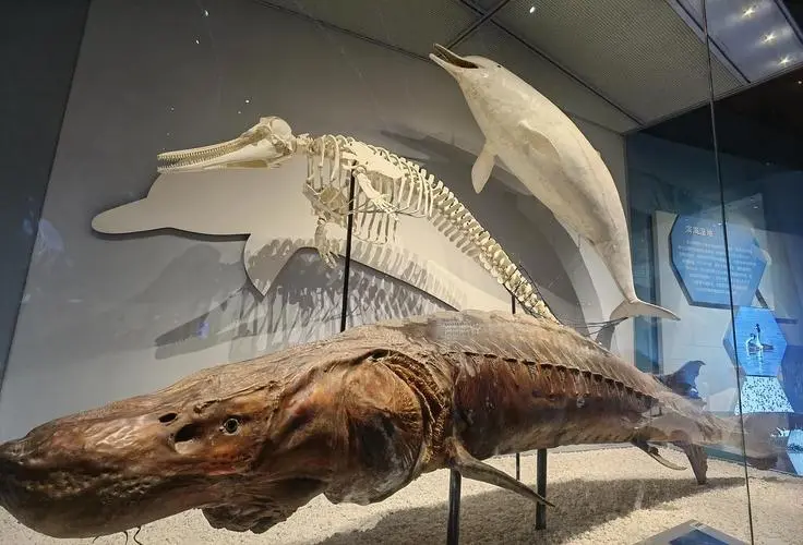 the-marine-life-exhibit-in-national-zoological-museum-of-china the-marine-life-exhibit-in-national-zoological-museum-of-china