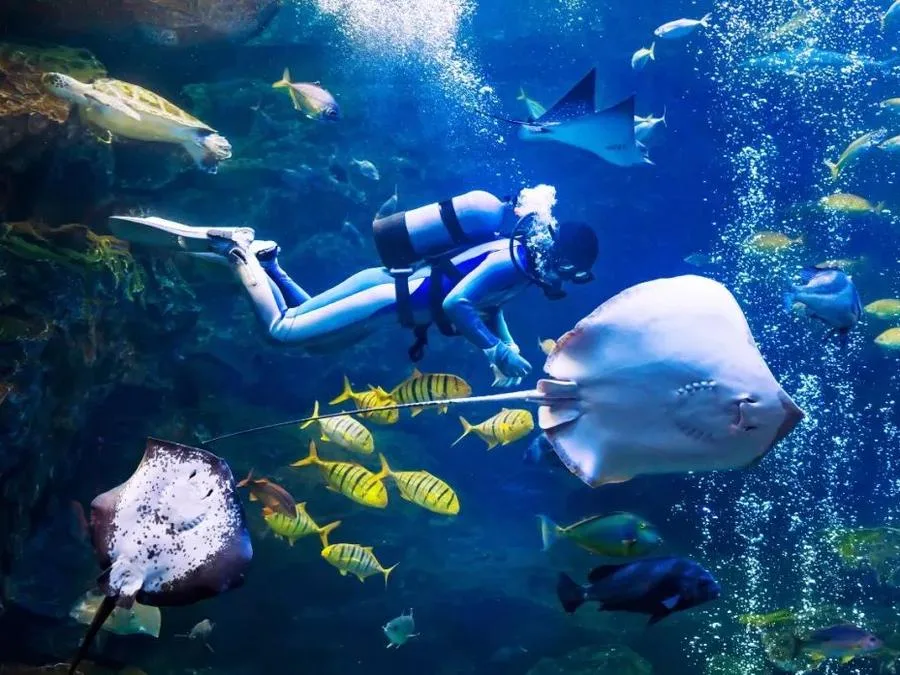 the-oceanarium-in-xiamen-underwater-world-jpg the-oceanarium-in-xiamen-underwater-world-jpg