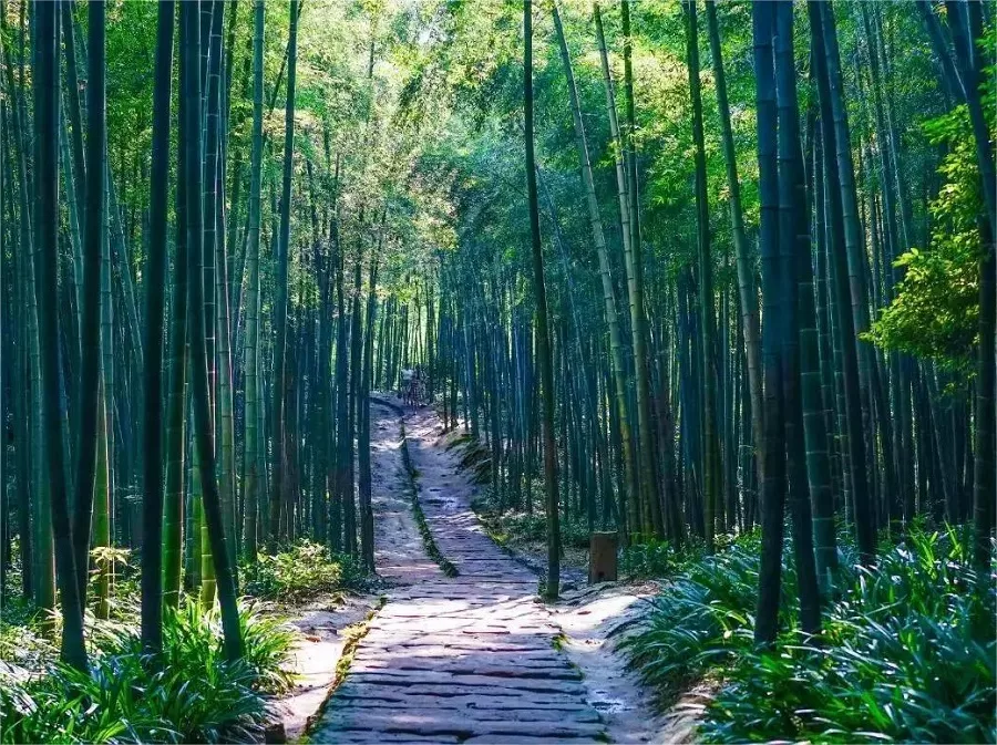 the-tranquil-scenic-beauty-in-shunan-bamboo-forest-jpg the-tranquil-scenic-beauty-in-shunan-bamboo-forest-jpg