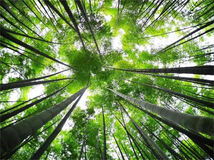 towering-bamboo-groves-in-shunan-bamboo-forest towering-bamboo-groves-in-shunan-bamboo-forest