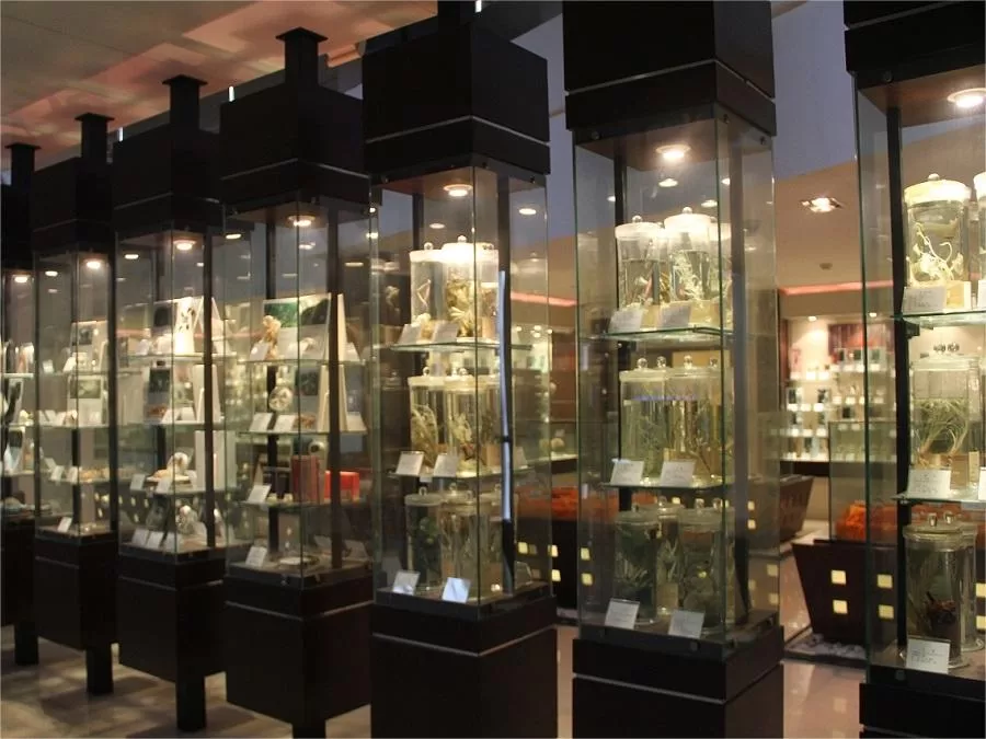 traditional-medicine-pharmacy-in-shanghai-museum-of-traditional-chinese-medicine-jpg traditional-medicine-pharmacy-in-shanghai-museum-of-traditional-chinese-medicine-jpg
