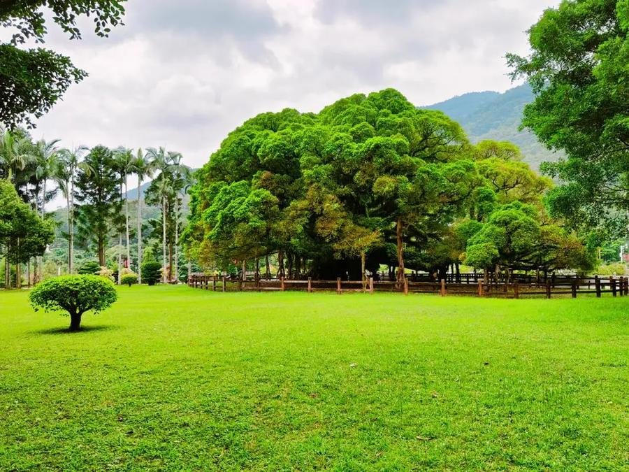tree-observation-area-in-fuzhou-national-forest-park tree-observation-area-in-fuzhou-national-forest-park