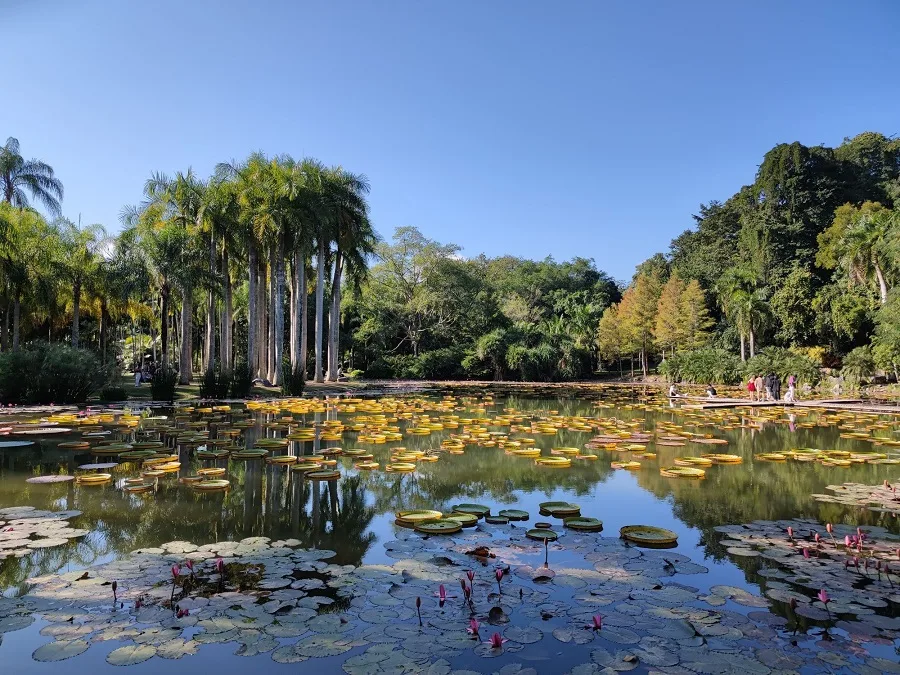 tropical-plant-germplasm-resource-collection-area-in-xishuangbannan-botanical-garden-jpg tropical-plant-germplasm-resource-collection-area-in-xishuangbannan-botanical-garden-jpg