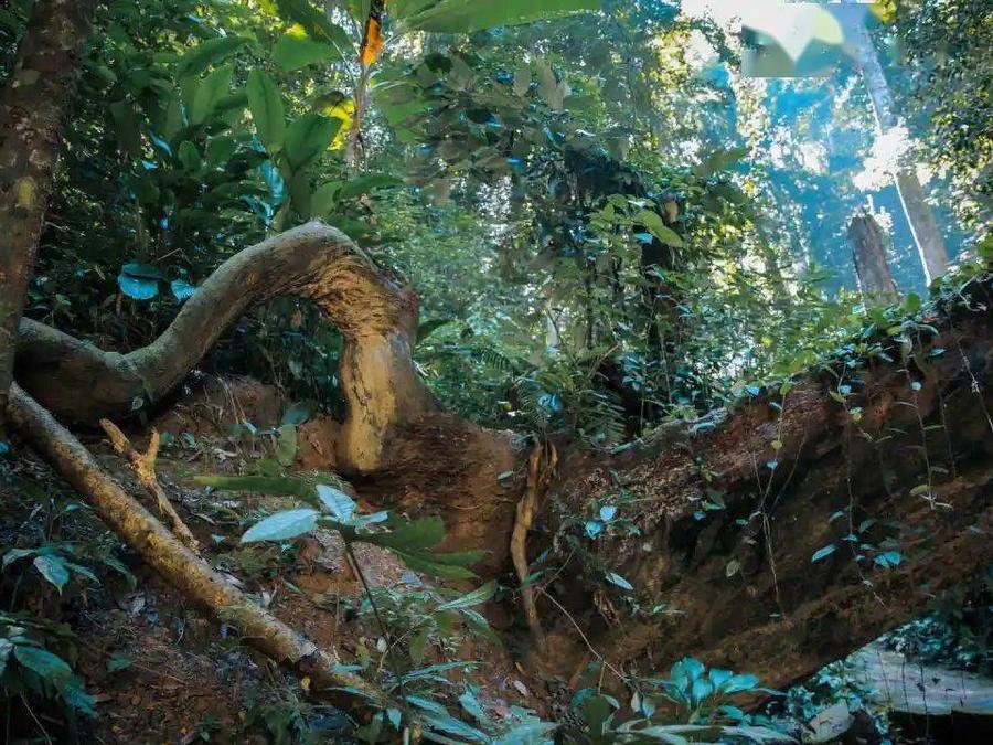 tropical-rainforest-in-wild-elephant-valley tropical-rainforest-in-wild-elephant-valley