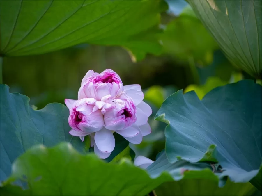 twin-lotus-in-kunshan-tinglin-garden-jpg twin-lotus-in-kunshan-tinglin-garden-jpg
