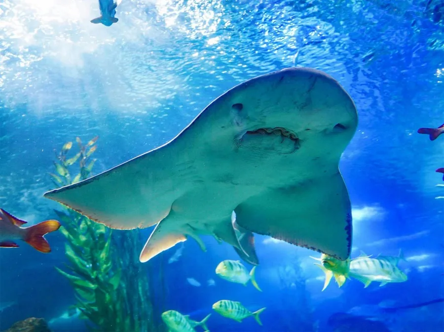 underwater-corridor-in-qingdao-underwater-world-jpg underwater-corridor-in-qingdao-underwater-world-jpg