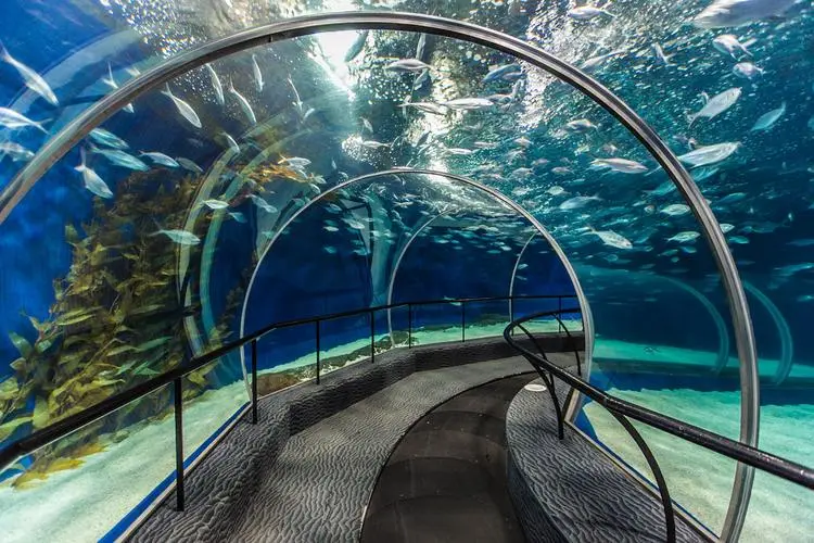 underwater-tunnel-in-shanghai-ocean-aquarium underwater-tunnel-in-shanghai-ocean-aquarium