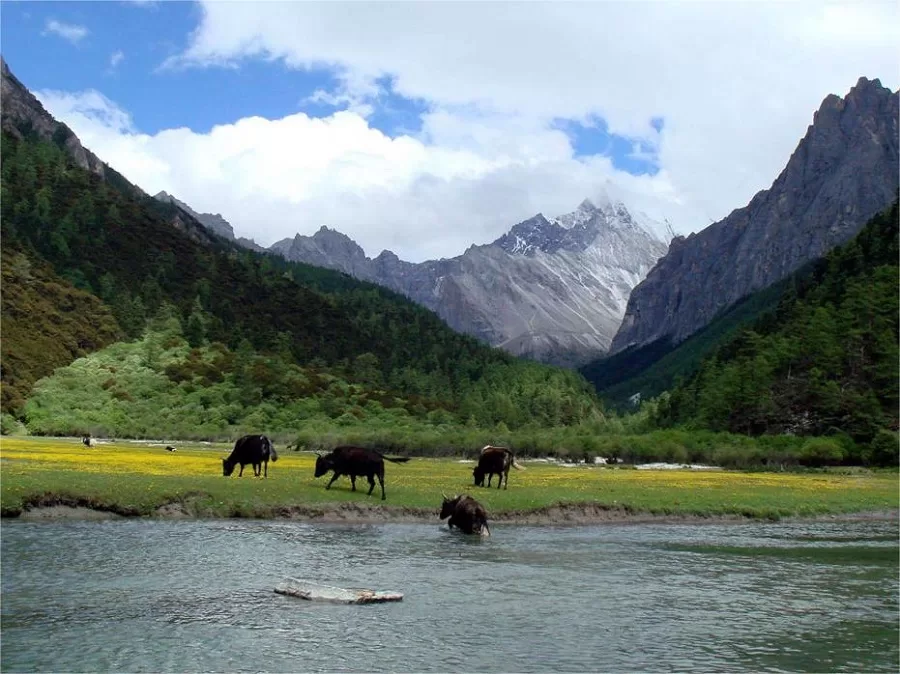 unique-cattle-rearing-practices-in-luorong-cattle-farm-jpg unique-cattle-rearing-practices-in-luorong-cattle-farm-jpg