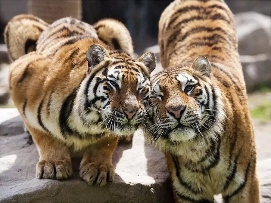 valley-area-in-shijiazhuang-zoo-jpeg valley-area-in-shijiazhuang-zoo-jpeg