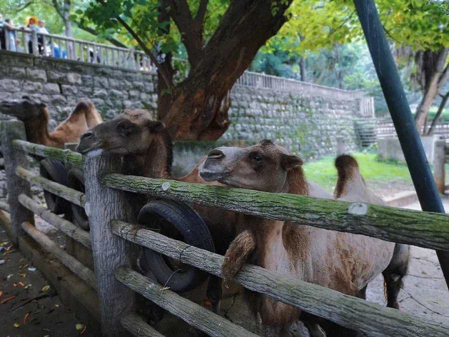 various-animals-in-kunming-zoo-jpg various-animals-in-kunming-zoo-jpg