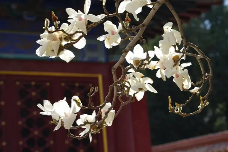 various-gardens-in-temple-of-earth various-gardens-in-temple-of-earth