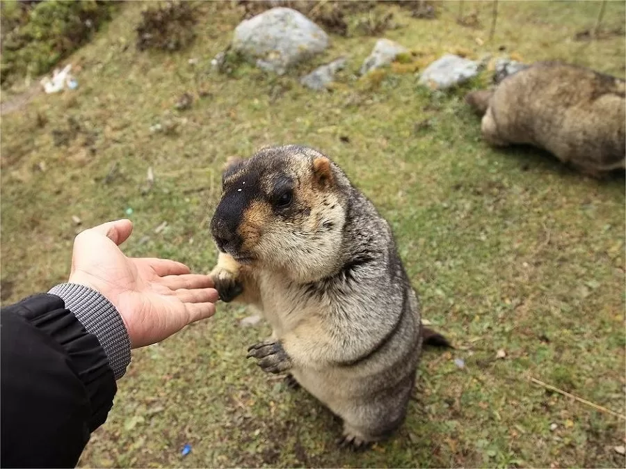 various-wildlife-in-changping-valley-jpg various-wildlife-in-changping-valley-jpg