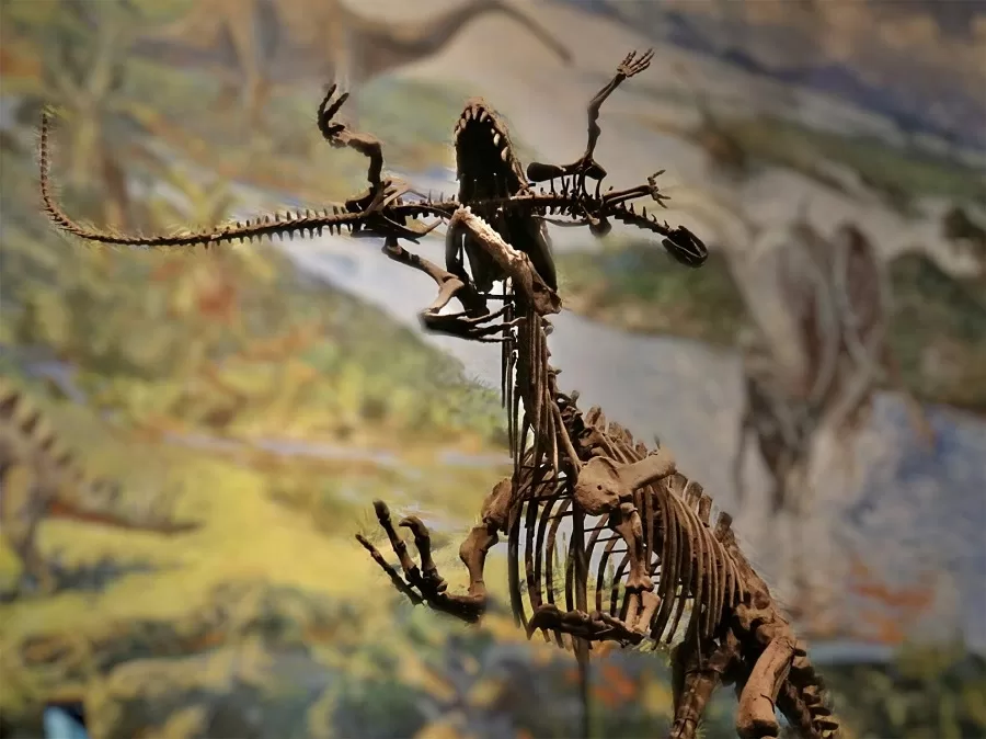 vast-dinosaur-fossil-collection-in-zigong-dinosaur-museum-jpeg vast-dinosaur-fossil-collection-in-zigong-dinosaur-museum-jpeg