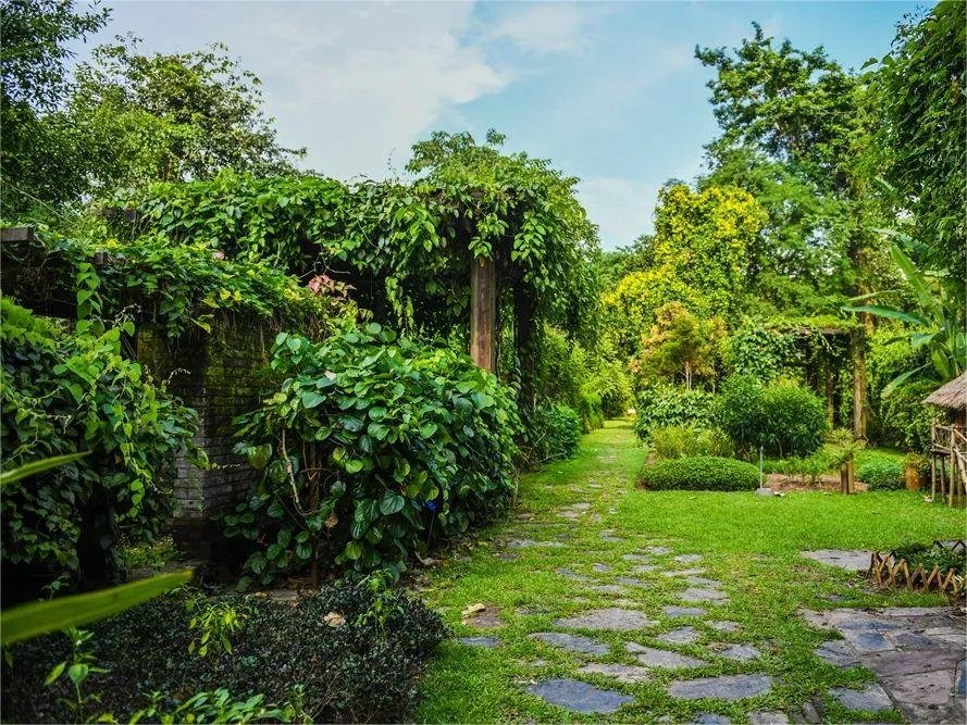 vine-garden-in-in-Xishuangbannan-Tropical-Botanical-Garden vine-garden-in-in-Xishuangbannan-Tropical-Botanical-Garden