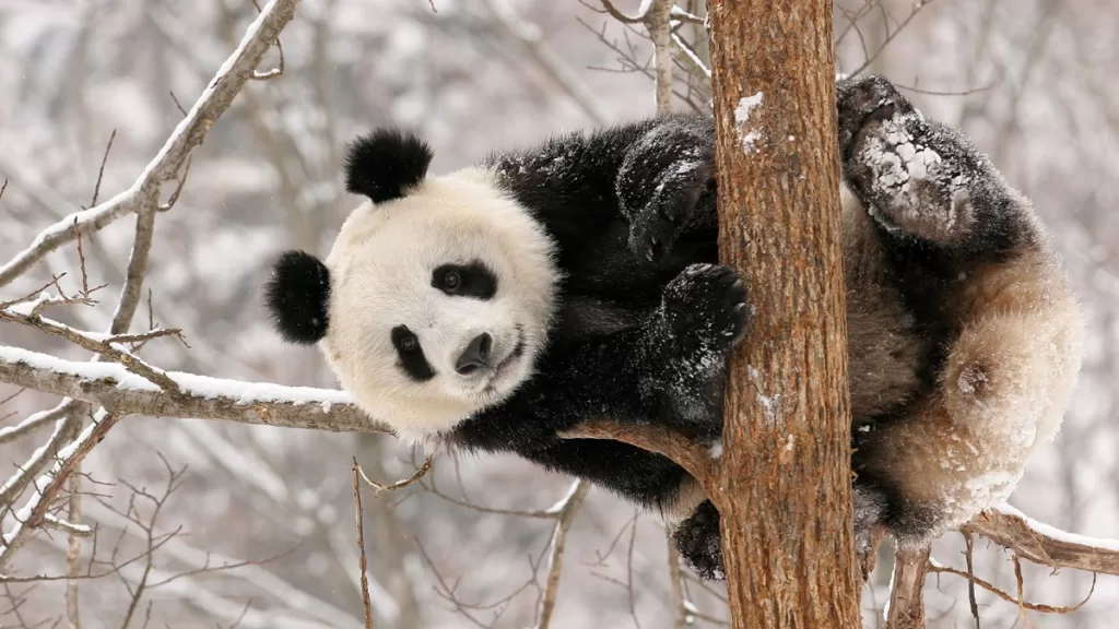 why-giant-panda-is-endangered-1024x576-1