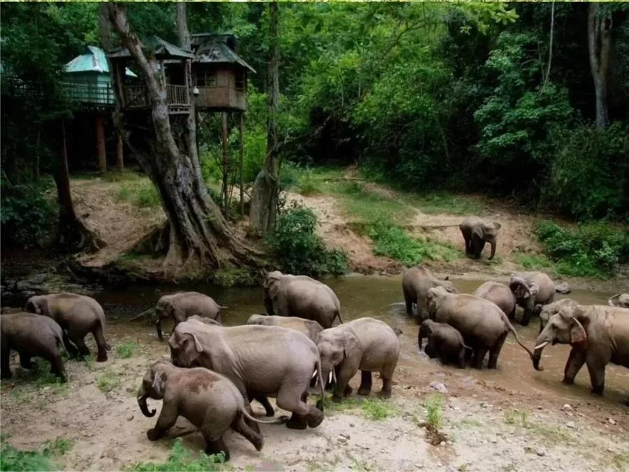 wild-asian-elephants-in-wild-elephant-valley-jpg wild-asian-elephants-in-wild-elephant-valley-jpg