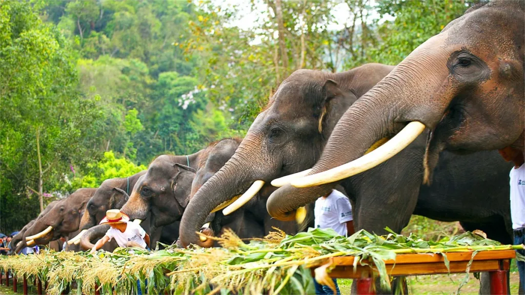 wild-elephant-valley-1024x576-3 wild-elephant-valley-1024x576-3