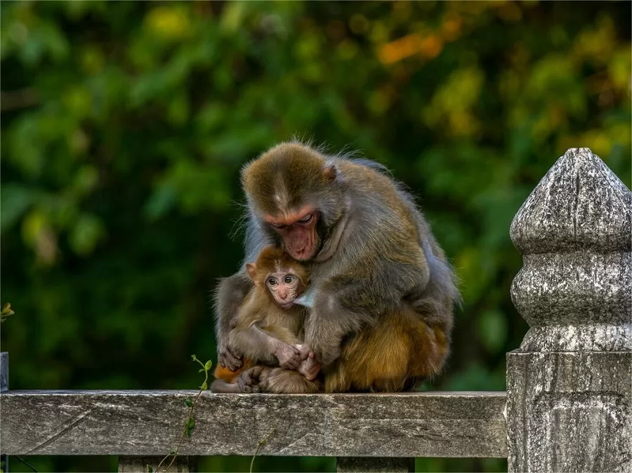 wild-monkeys-in-shangfang-mountain-suzhou-jpg wild-monkeys-in-shangfang-mountain-suzhou-jpg