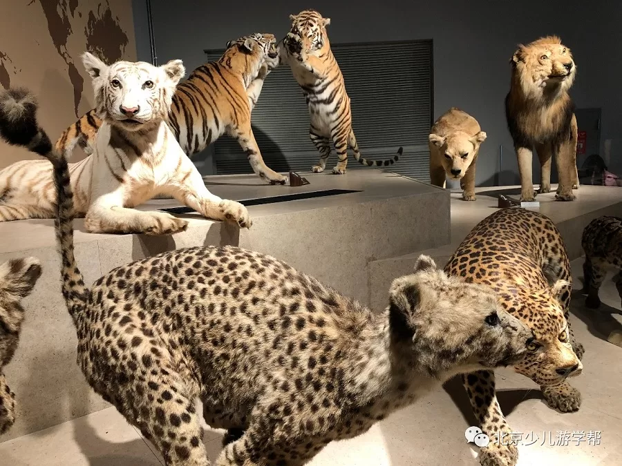 wildlife-exhibits-in-beijing-museum-of-natural-history-jpg wildlife-exhibits-in-beijing-museum-of-natural-history-jpg