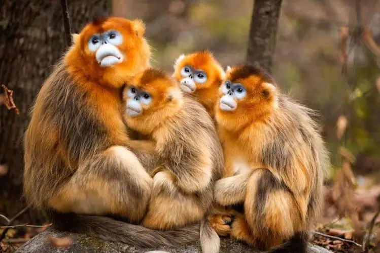 wildlife-in-taiping-national-forest-park wildlife-in-taiping-national-forest-park