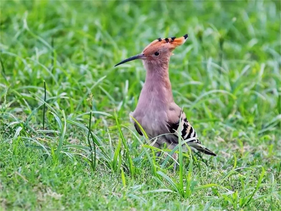 wildlife-sanctuary-in-century-park-shanghai-jpg wildlife-sanctuary-in-century-park-shanghai-jpg
