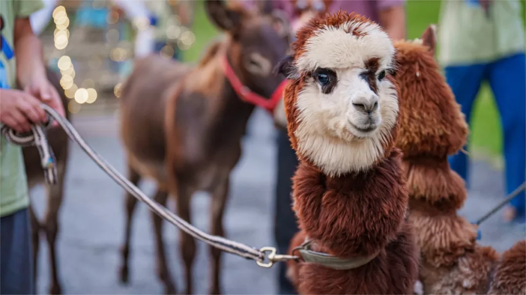 wuxi-zoo-taihu-amusement-park-1024x575-2 wuxi-zoo-taihu-amusement-park-1024x575-2