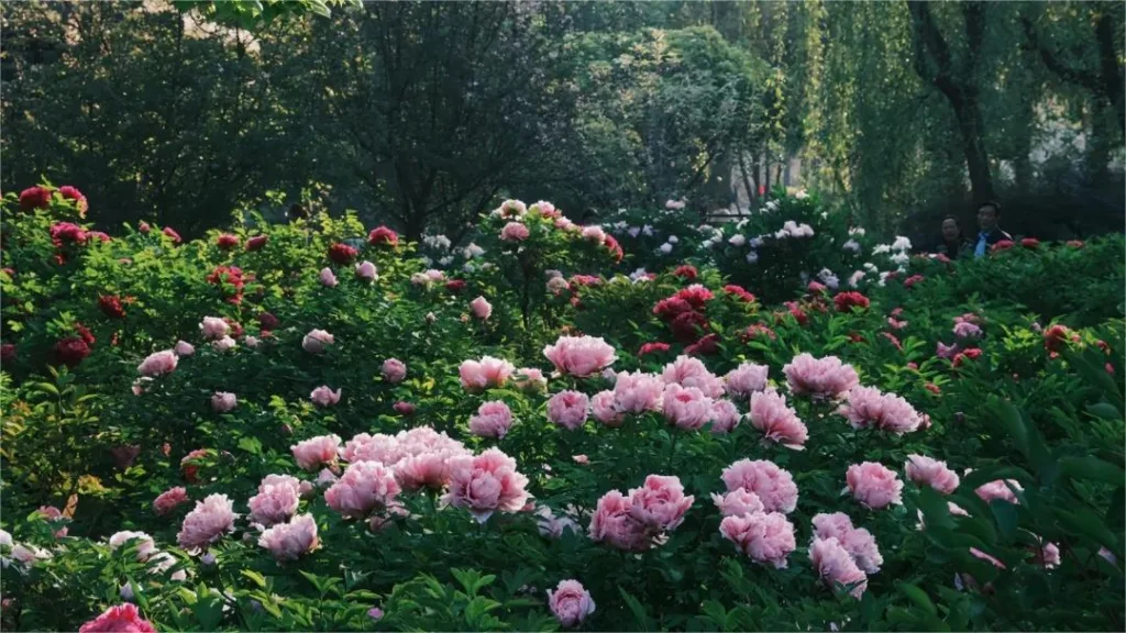 xiyuan-park-luoyang-1024x576-1